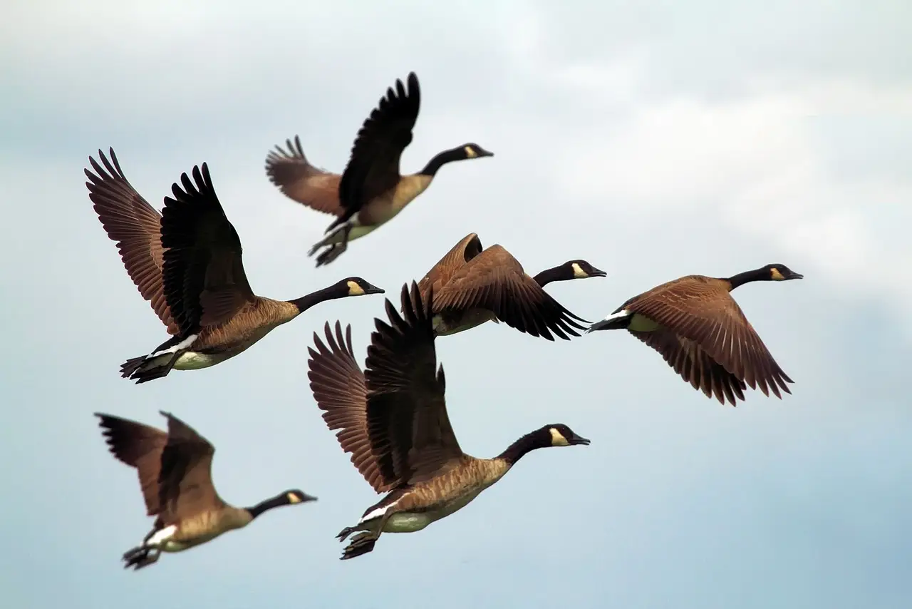 In this new kids' book, it's 'Snow Geese Season' for a little boy and his Pop