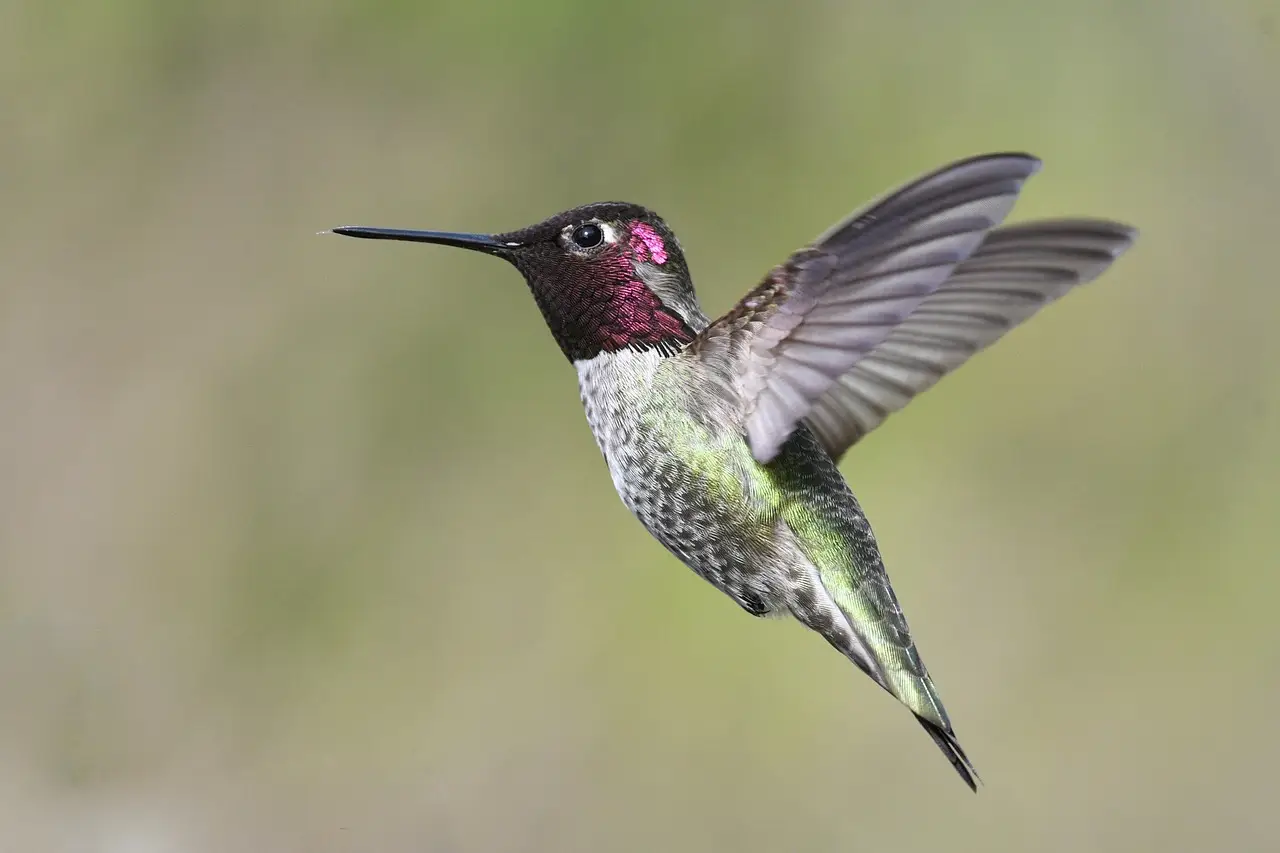 ‘Union Town,’ ‘The Hummingbird Paints Fragrant Songs’ and More Among DOC NYC 2026 Lineup