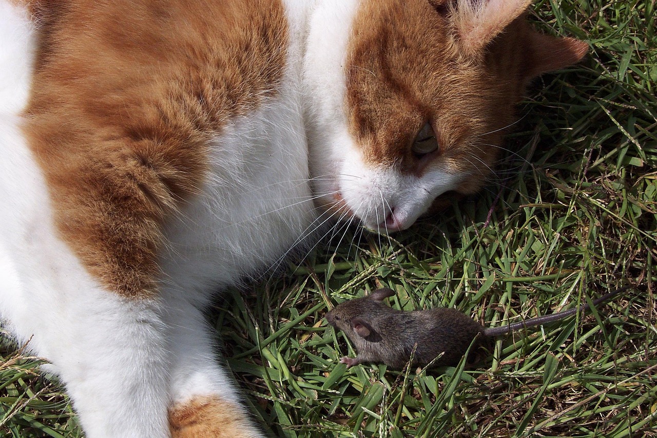 Tanya Merrill's Animal Instinct