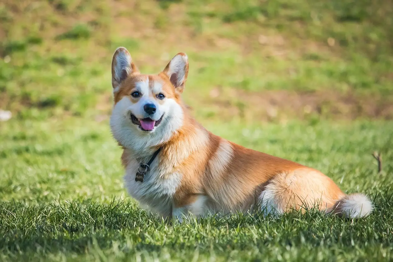 Pedigree chums: why dogs are dying less in movies
